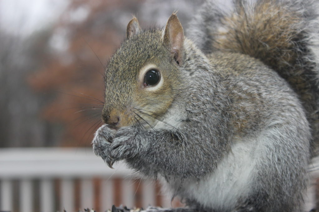 fence keeping squirrel out of garden