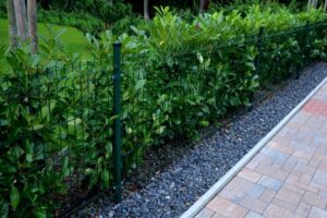Green wire fence lined with dense shrubs beside a paved walkway.